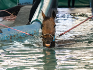 WG031025-32 - Golden De Coeur swimming